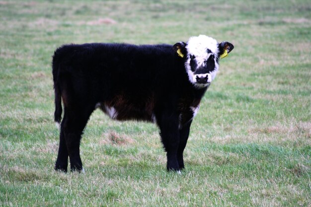 Foto zwarte kalf die op het veld staat