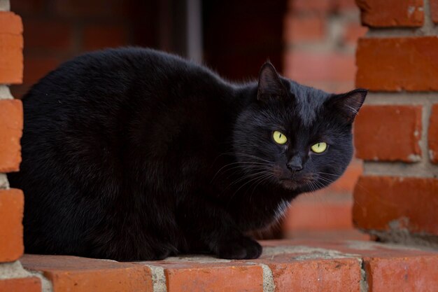Zwarte kat close-up zittend op de veranda van een bakstenen huis,,