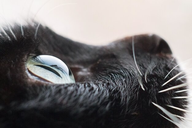 Zwarte kat close-up