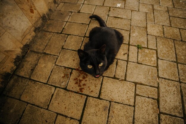 zwarte kat dakloze kat die zijn tong uitsteekt