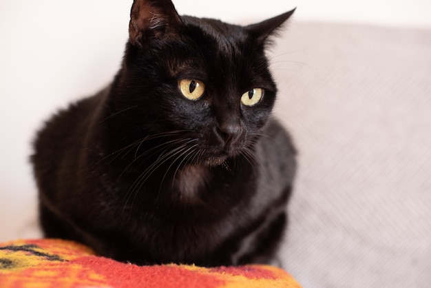 Zwarte kat die comfortabel op een bank ligt
