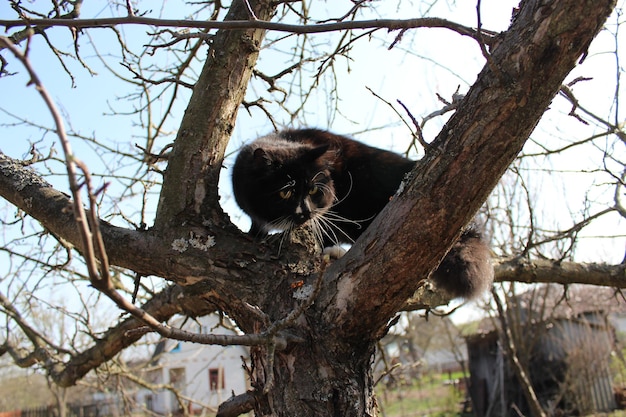 Zwarte kat die de boom in de tuin beklimt.