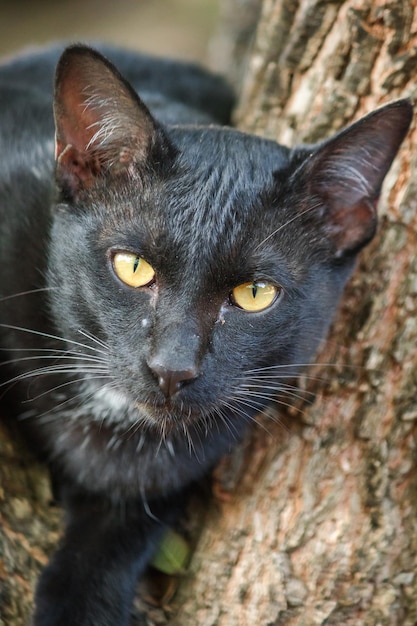 Zwarte kat die in een boom klimt Ga zitten en liggen en geniet.