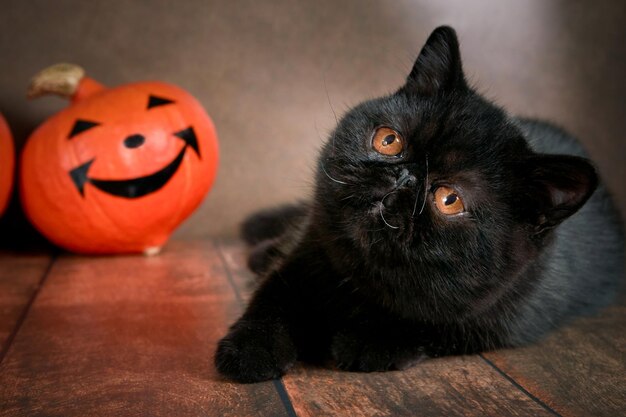 Zwarte kat die op de vloer ligt.