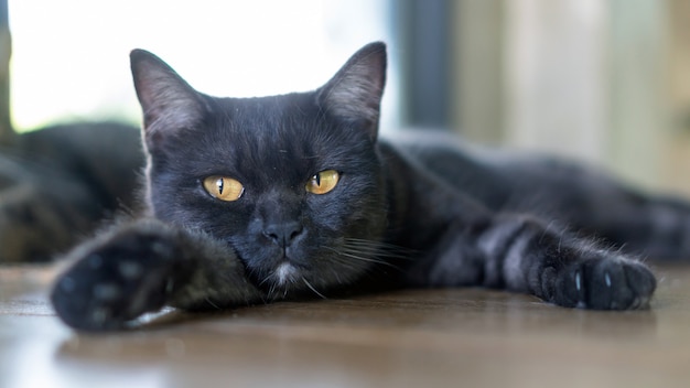 Zwarte kat die op de vloer ligt