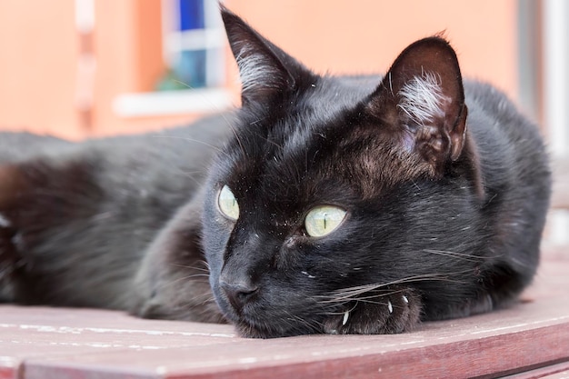 Zwarte kat die op een tafel rust