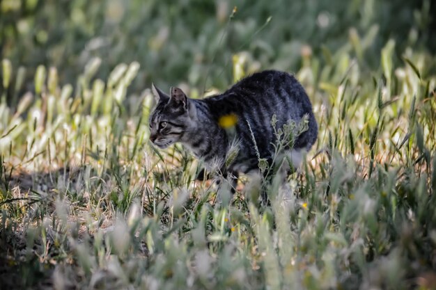 Foto zwarte kat die op het gras ligt.