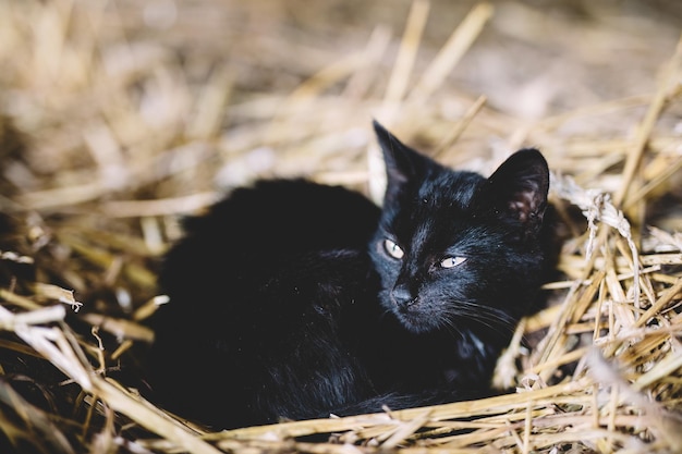 Zwarte kat die op hooi ligt