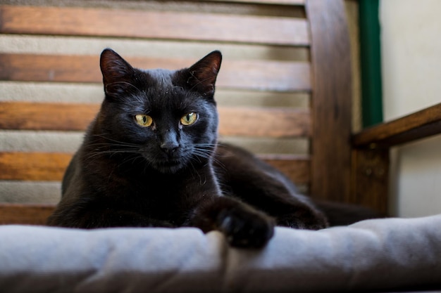 Zwarte kat die thuis op de bank ligt.