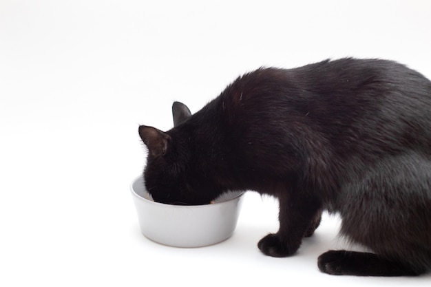 Zwarte kat eet van een grijze plaat. De kat heeft lunch.