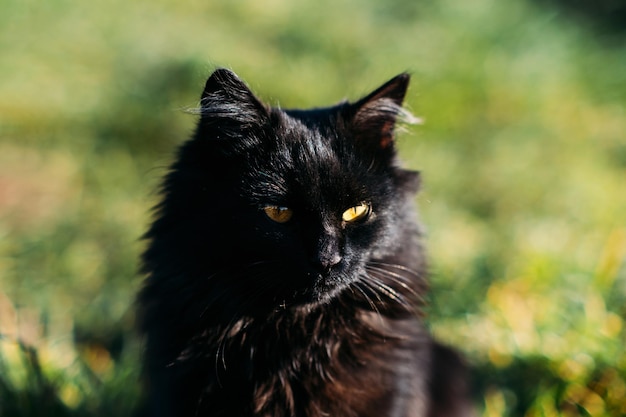 Zwarte kat fokt nationale zwarte kattendag schattige zwarte kat met gouden ogen op natuurachtergrond buiten