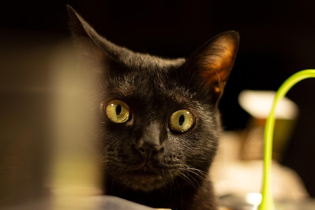 zwarte kat gaat op camera tussen dingen op het bureau
