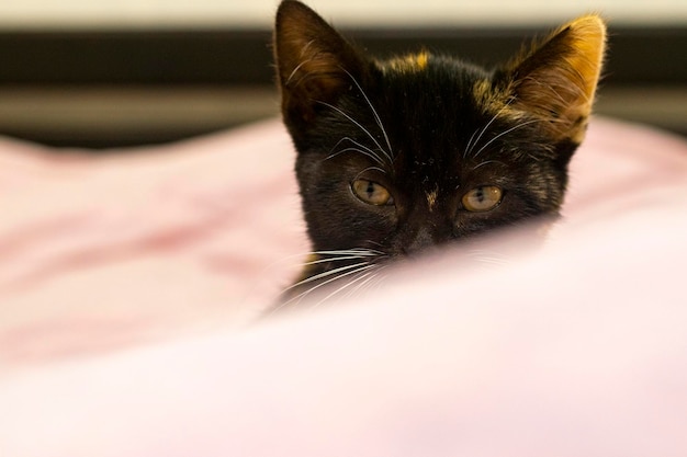 Zwarte kat in bed close-up