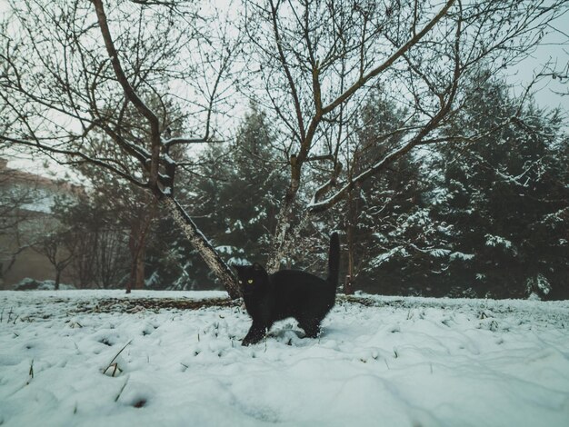 Zwarte kat in besneeuwde tuin