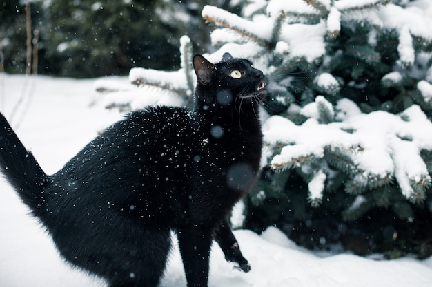 Zwarte kat in de tuin onder de vallende sneeuw