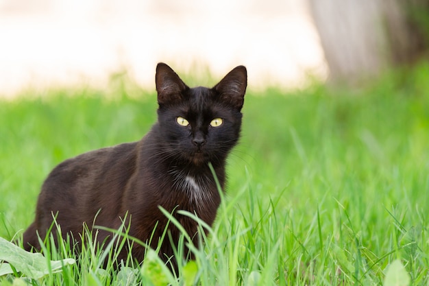 Zwarte kat in gras