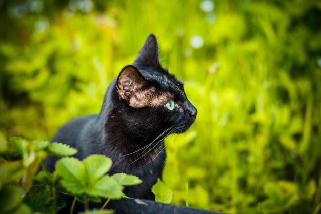 Zwarte kat in groen gras kitten zittend in de tuinweide Leuke zwarte kat liggend op groen gras