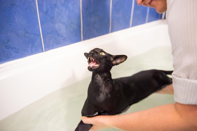 Zwarte kat in water die een bad neemt