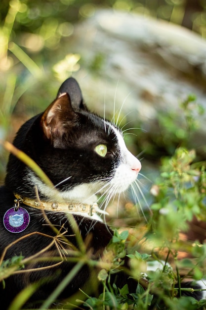 Foto zwarte kat let op rechts