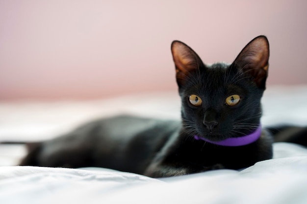 Zwarte kat liggend op wit bed en camera kijken