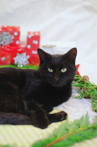 zwarte kat ligt in bed tegen de achtergrond van kerstversiering. groene dennentakken, rode ballen