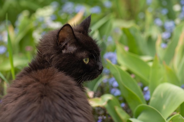 Zwarte kat ligt in kleurrijke bloemen en groene bokeh op de achtergrond Zwarte mooie kat en bloeiende planten in de tuin Kitty ligt in zomerlandschap