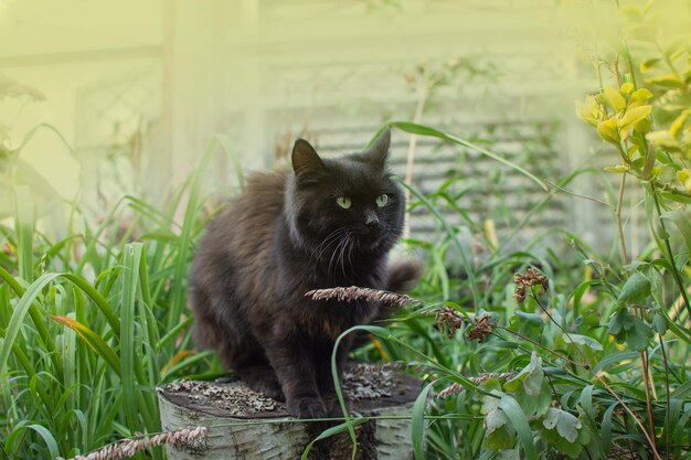 Zwarte kat ligt op een achtergrond van veelkleurige bloemen Vrij gelukkige kat in zonnig bloemenveld Zwarte kat ligt in kleurrijke bloemen en groene bokeh op de achtergrond