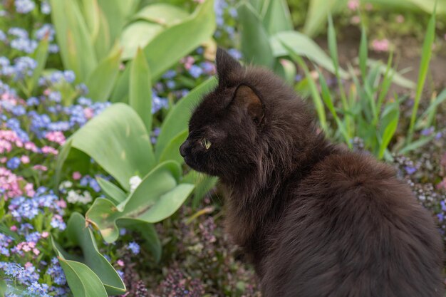 Zwarte kat loopt op een achtergrond van veelkleurige bloemen Vrij gelukkige kat in zonnig bloemenveld Zwarte kat loopt in kleurrijke bloemen en groene bokeh op de achtergrond