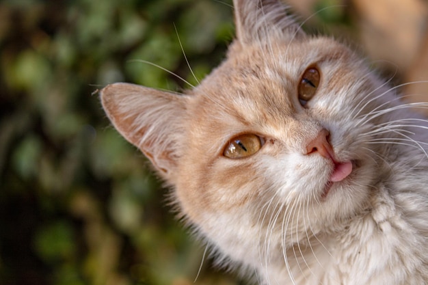 Foto zwarte kat met enge groene ogen.