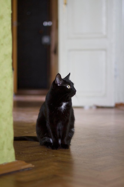 Zwarte kat met gele ogen zittend op de vloer van het huis, close-up