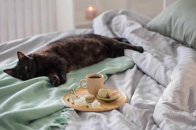 Zwarte kat met kopje thee op bed