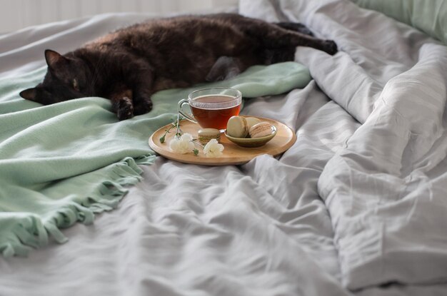 Zwarte kat met kopje thee op bed