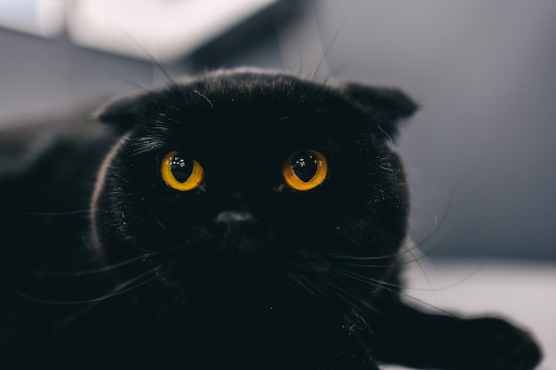 Zwarte kat met oranje ogen