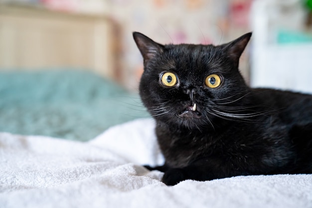 Zwarte kat met stekende hoektanden