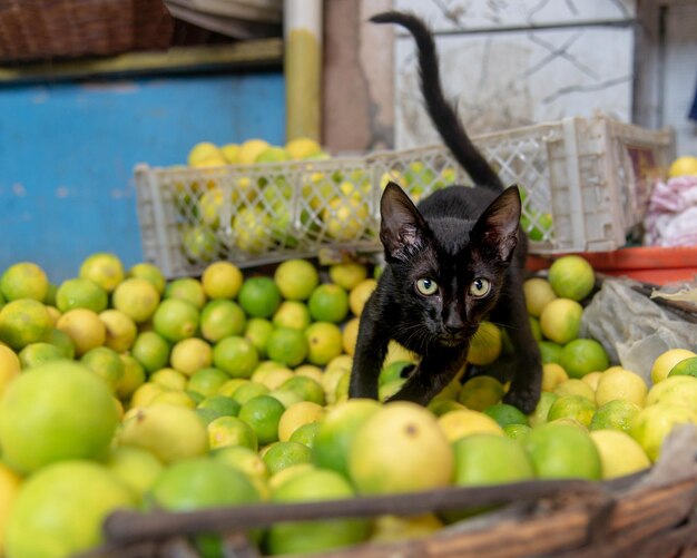 Zwarte kat met uitpuilende ogen speelt op de top van een berg met citroenen