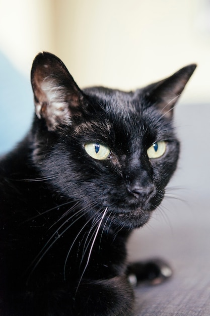 Zwarte kat met wit haar op de snorharen