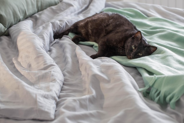 Zwarte kat op bed met groene plaid