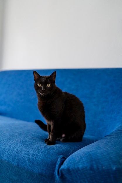 zwarte kat op blauwe bank in de woonkamer van een huis