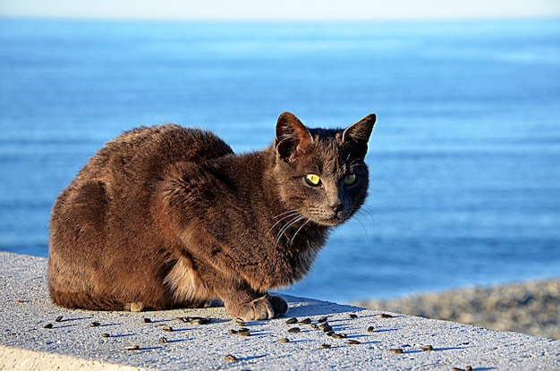 Zwarte kat op een achtergrond van de zee