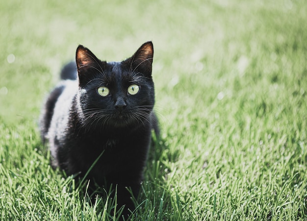 Zwarte kat op het gras selectieve focus