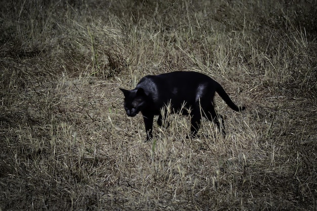 Foto zwarte kat op het veld