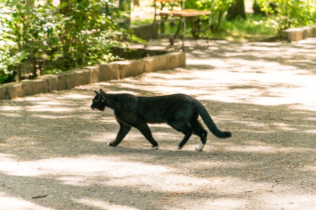Zwarte kat rent over de weg
