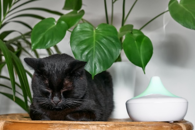 Zwarte kat rustend in huis luchtbevochtiger of etherische oliediffusor lucht reinigen en stoom in de lucht verdampen Ultrasone technologie Zorgen voor de gezondheid van kinderen, planten en huisdieren