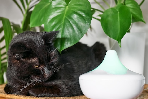 Zwarte kat rustend in huis luchtbevochtiger of etherische oliediffusor lucht reinigen en stoom in de lucht verdampen Ultrasone technologie Zorgen voor de gezondheid van kinderen, planten en huisdieren
