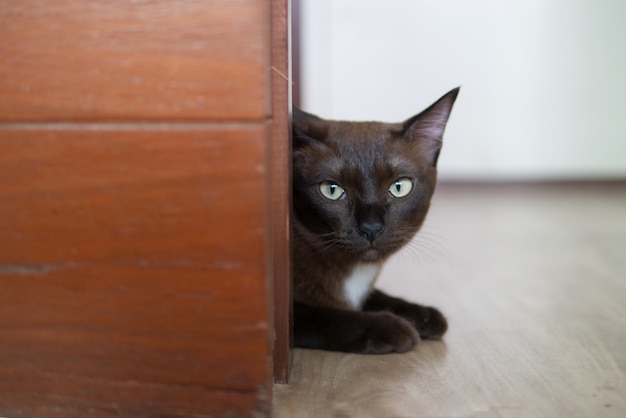 Zwarte kat speelt zoeken en verbergen achter de houten muur met nieuwsgierig gezicht