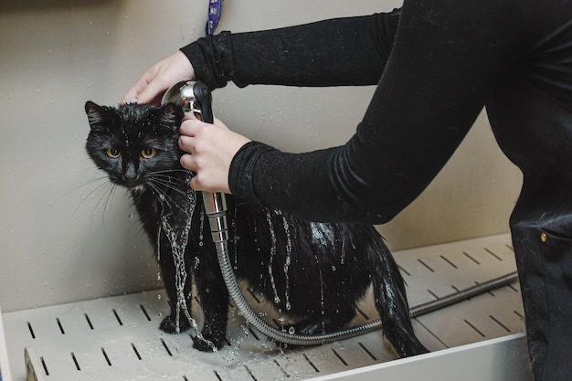 Foto zwarte kat wordt gewassen in de badkamer cat grooming concept