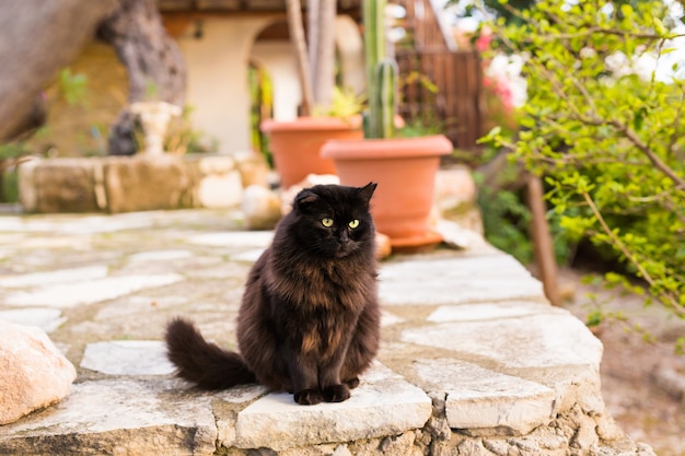 Zwarte kat zit buiten in straatcafé