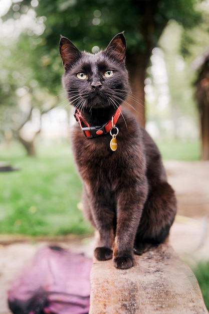 Zwarte kat zit in de tuin