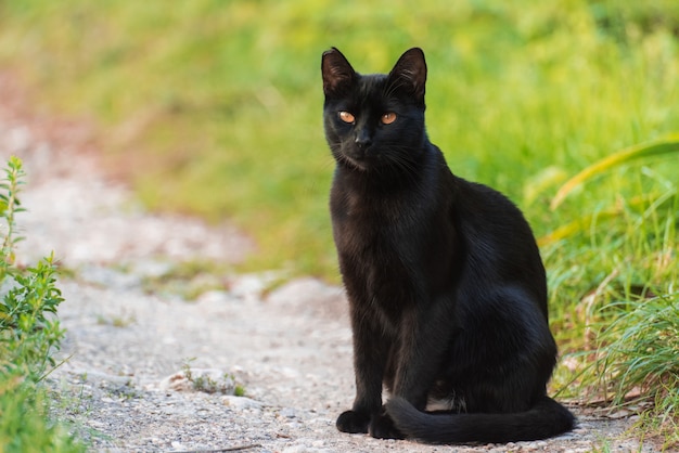 Zwarte kat zit op een pad tussen gras