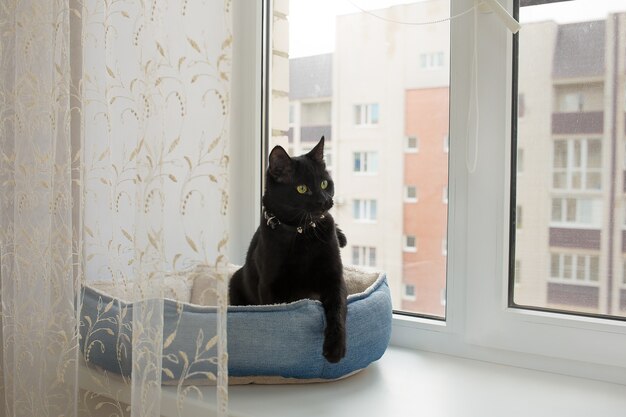 zwarte kat zit op het raam in zijn bed